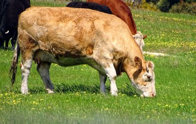 Horses grazing in a field