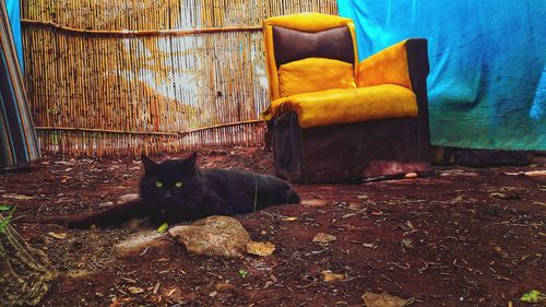 Portrait of a cat sitting on floor