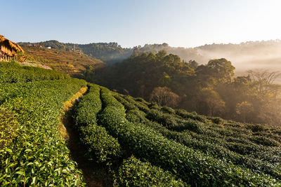 Scenic view of agricultural field against sky at sunset