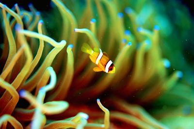 Close-up of fish swimming in sea