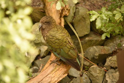 Kea parrot sitting around