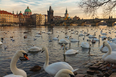 Swans in a lake