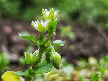 Close-up of plant