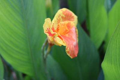 Close-up of red flower