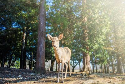 Deer standing in forest