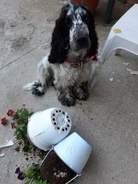 High angle view of dog sitting on street