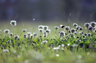 Close-up of wet flowering plants on field