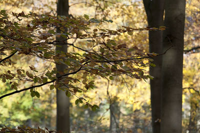 Close-up of fresh tree in forest