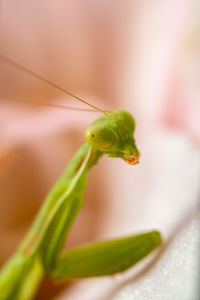 Close-up of a praying mantis on an amaryllis flower.