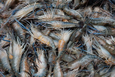 Full frame shot of fish for sale in market