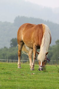 Horse grazing in field