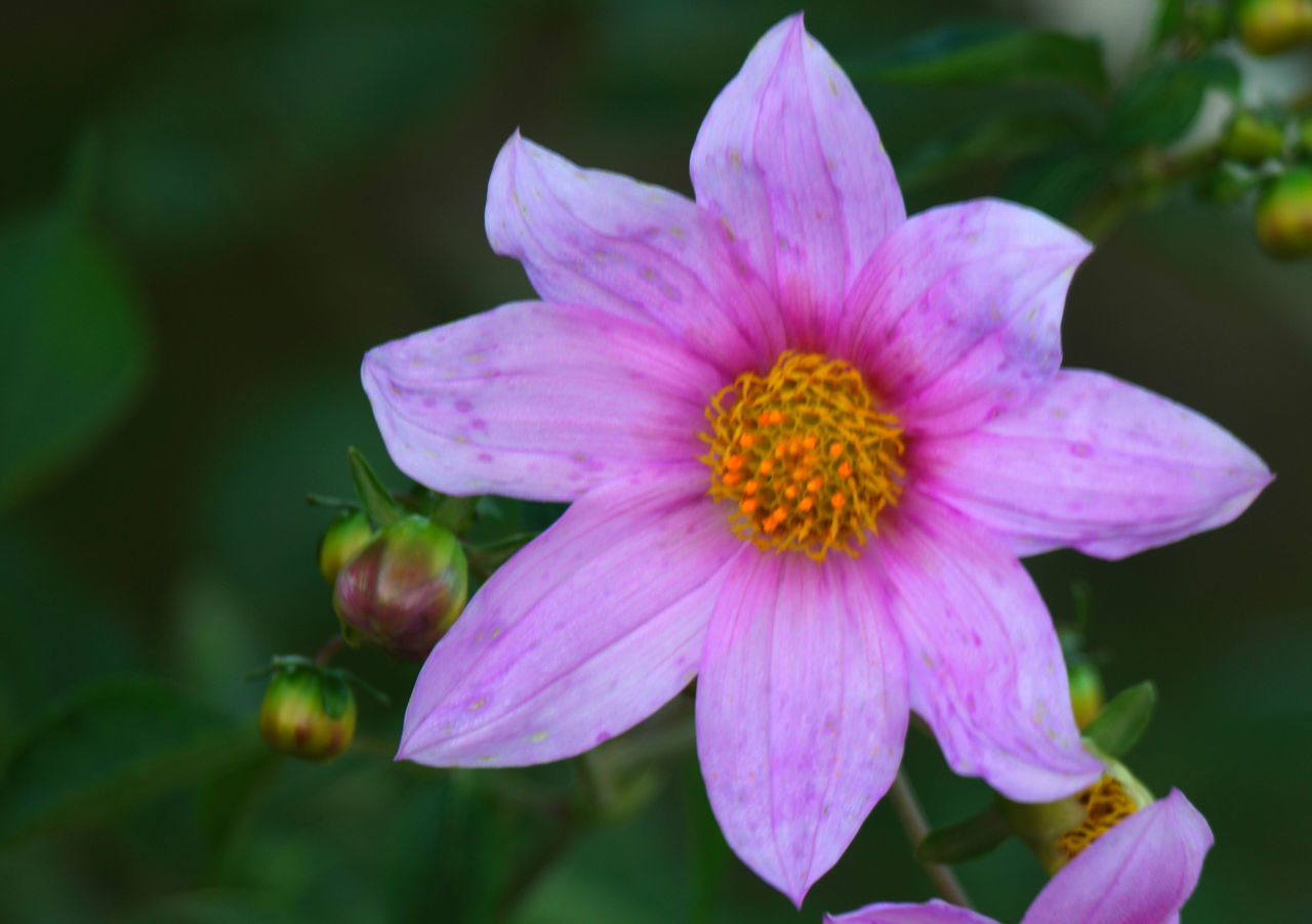 CLOSE-UP OF PINK FLOWERING PLANTS