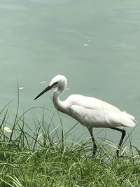 White heron on lakeshore