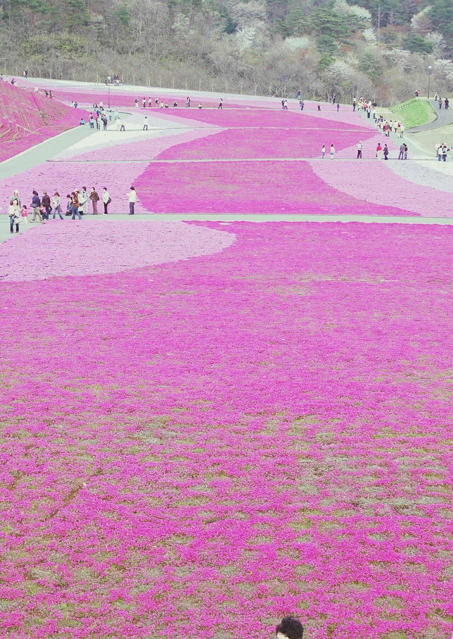 large group of people, flower, pink color, high angle view, leisure activity, person, lifestyles, mixed age range, park - man made space, tree, nature, beauty in nature, outdoors, growth, men, tourist, day, incidental people, tourism