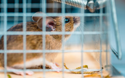 Close-up of squirrel