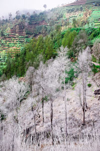 Plants growing on land