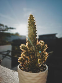 Close-up of cactus flower pot