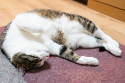 Cat sleeping on floor
