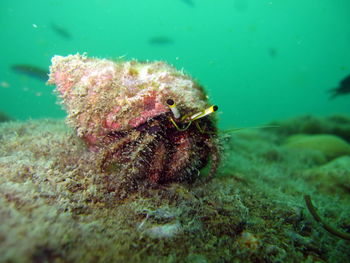 Close-up of coral in sea