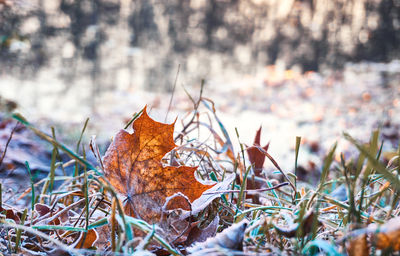 Close-up of dry maple leaves on snow covered land