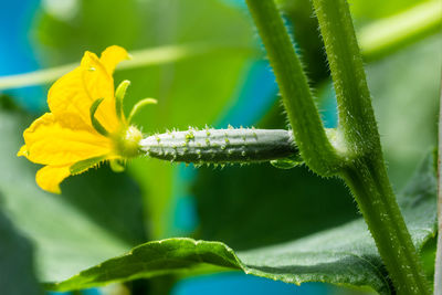 Close-up of flowering plant