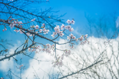 Low angle view of flower tree against blue sky