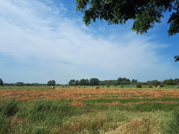 Scenic view of field against sky