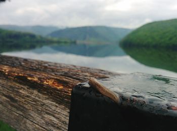 Close-up of lizard on wood by lake against sky