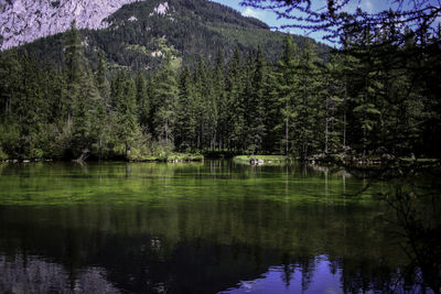 Scenic view of lake in forest