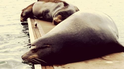 Close-up of sea lion in water