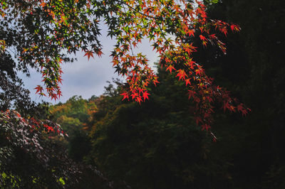 Red maple leaves on tree against sky during autumn