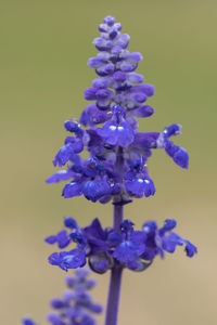 Close-up of purple flowering plant