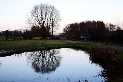 Reflection of bare trees in water