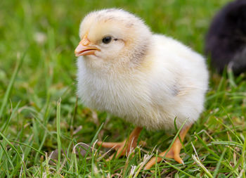 Healthy young chick on green grass.
