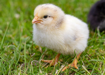 Close-up of a bird on grass