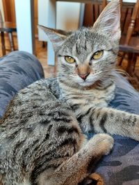 Close-up portrait of a cat