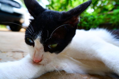 Close-up of a cat