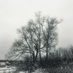 Bare trees against sky during winter