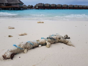 View of crab on beach