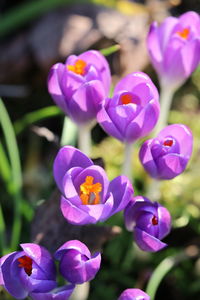 Close-up of purple crocus flowers