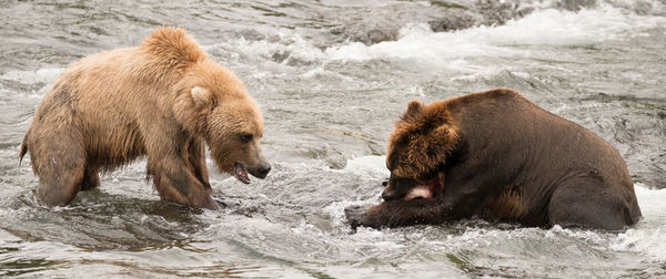 Bear eating fish in river
