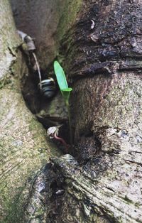 Close-up of lizard on tree