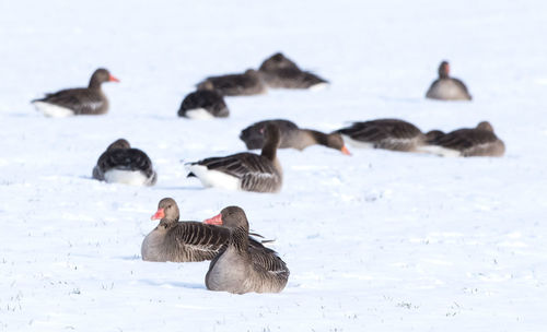 Ducks in a snow