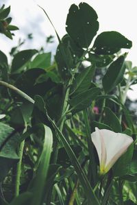 Close-up of flower blooming outdoors