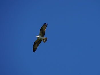 Low angle view of eagle flying against clear blue sky