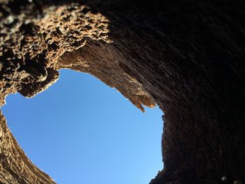 Low angle view of trees