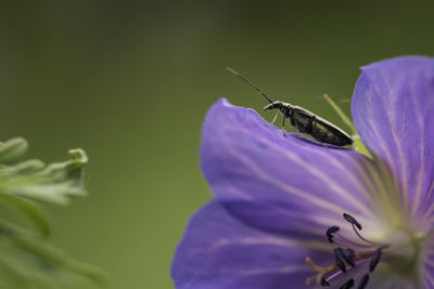 Close-up of insect pollinating on purple flower