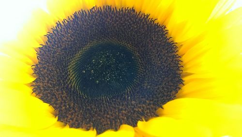 Macro shot of yellow flower