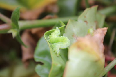 Close-up of fresh green plant