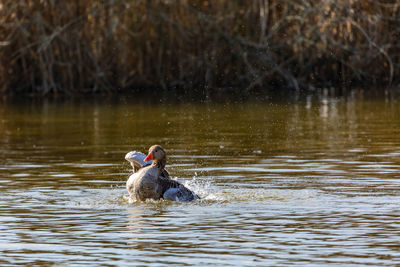 Duck swimming and splashing in lake